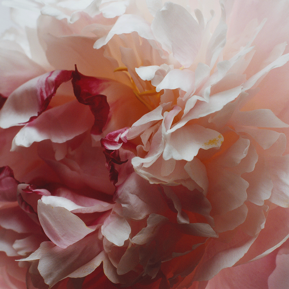 Peony & Blush Suede Scented Candle