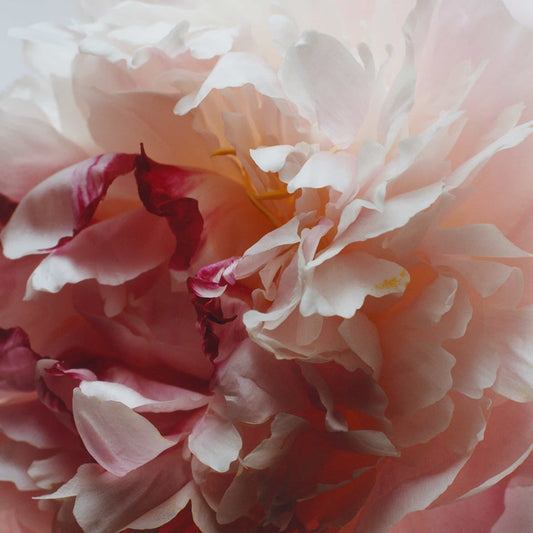 Peony & Blush Suede Diffuser Refill