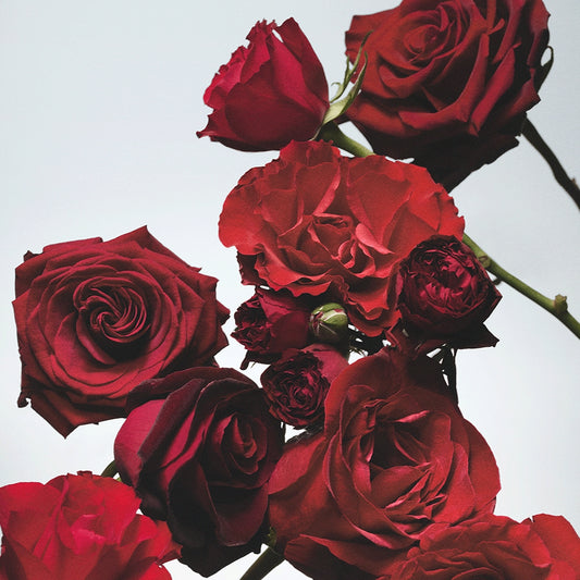Red Roses Diffuser