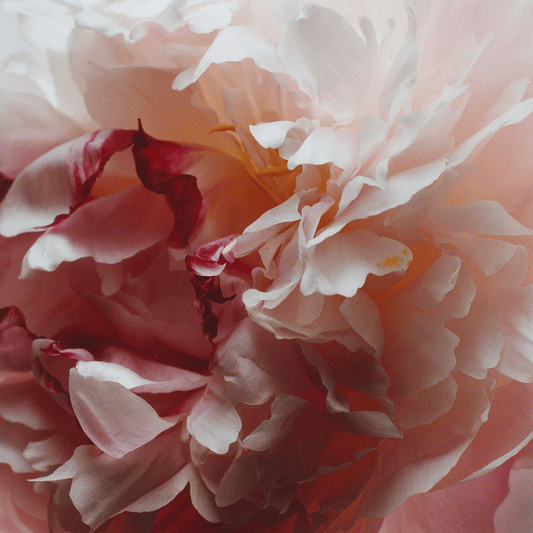 Peony & Blush Suede Scented Candle