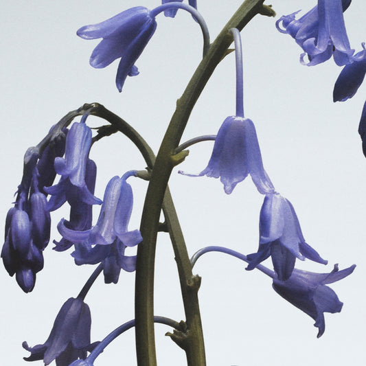 Wild Bluebell Scent Surround Diffuser